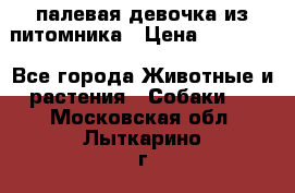 палевая девочка из питомника › Цена ­ 40 000 - Все города Животные и растения » Собаки   . Московская обл.,Лыткарино г.